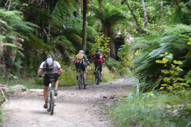 Climbing at Whirinaki